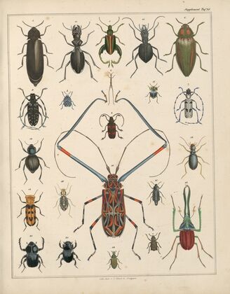 Abbildungen zu Oken’s Allgemeiner Naturgeschichte für alle Stände Pl.039 (1841)