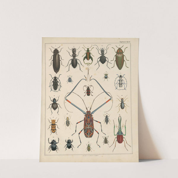 Abbildungen zu Oken’s Allgemeiner Naturgeschichte für alle Stände Pl.039 (1841) by Lorenz Oken