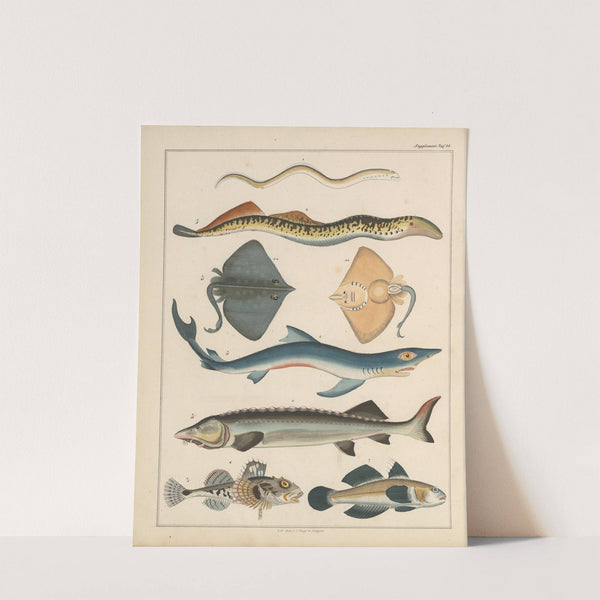 Abbildungen zu Oken’s Allgemeiner Naturgeschichte für alle Stände Pl.040 (1841) by Lorenz Oken