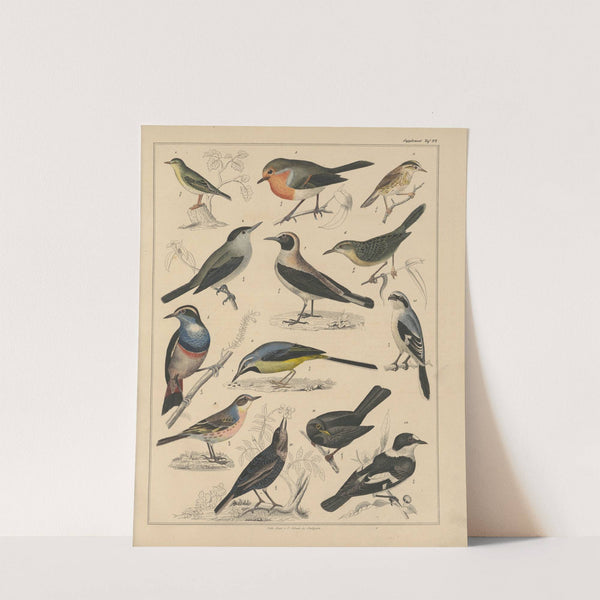 Abbildungen zu Oken’s Allgemeiner Naturgeschichte für alle Stände Pl.041 (1841) by Lorenz Oken