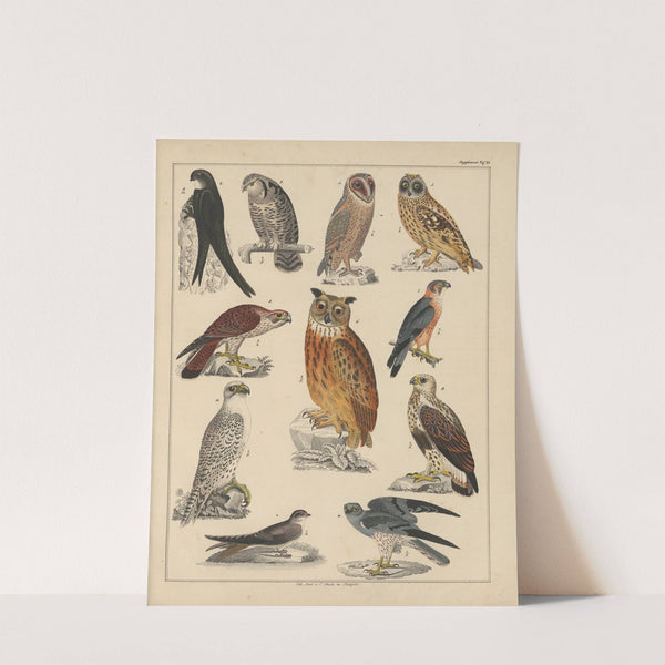 Abbildungen zu Oken’s Allgemeiner Naturgeschichte für alle Stände Pl.042 (1841) by Lorenz Oken