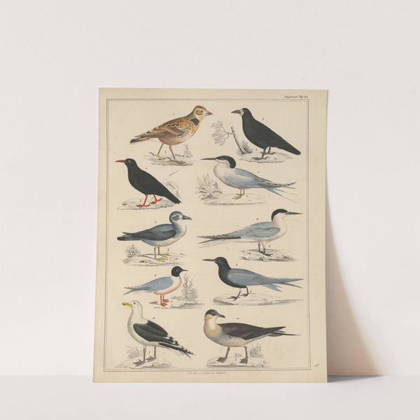 Abbildungen zu Oken’s Allgemeiner Naturgeschichte für alle Stände Pl.043 (1841) by Lorenz Oken