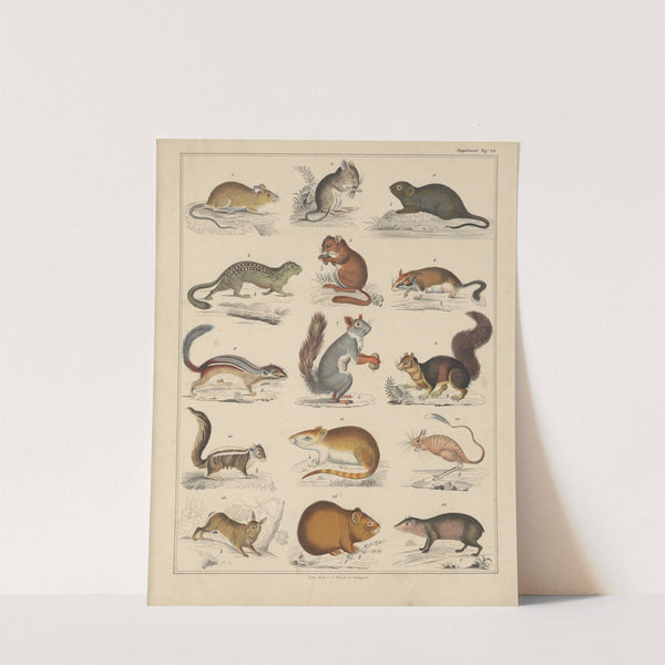 Abbildungen zu Oken’s Allgemeiner Naturgeschichte für alle Stände Pl.044 (1841) by Lorenz Oken