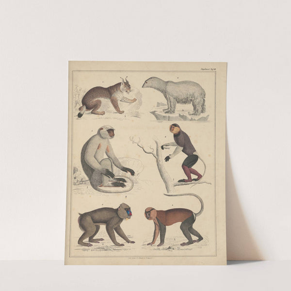 Abbildungen zu Oken’s Allgemeiner Naturgeschichte für alle Stände Pl.046 (1841) by Lorenz Oken