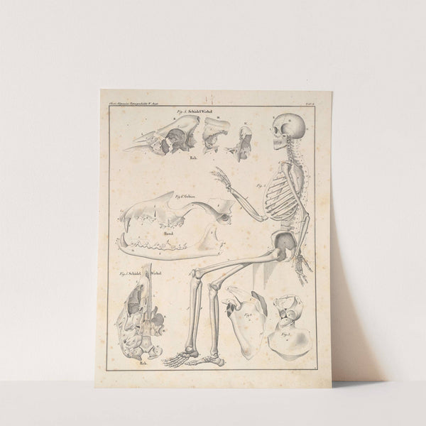 Abbildungen zu Oken’s Allgemeiner Naturgeschichte für alle Stände Pl.048 (1841) by Lorenz Oken