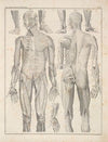 Abbildungen zu Oken’s Allgemeiner Naturgeschichte für alle Stände Pl.049 (1841)