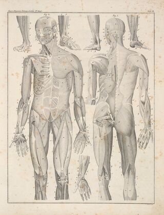 Abbildungen zu Oken’s Allgemeiner Naturgeschichte für alle Stände Pl.049 (1841)
