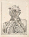 Abbildungen zu Oken’s Allgemeiner Naturgeschichte für alle Stände Pl.050 (1841)