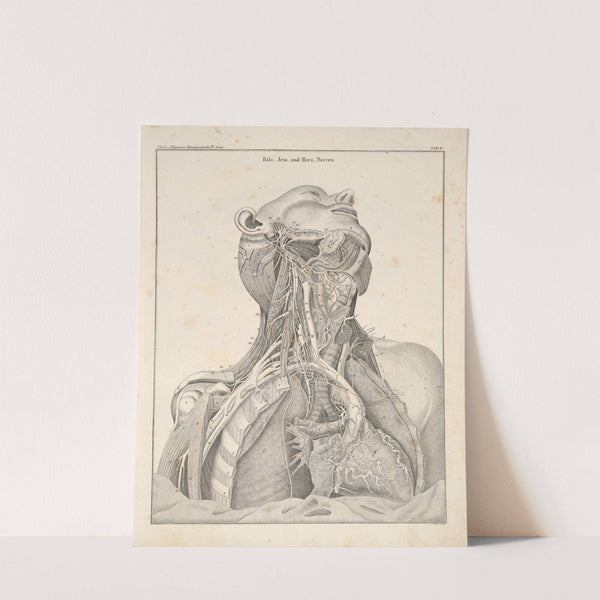 Abbildungen zu Oken’s Allgemeiner Naturgeschichte für alle Stände Pl.050 (1841) by Lorenz Oken