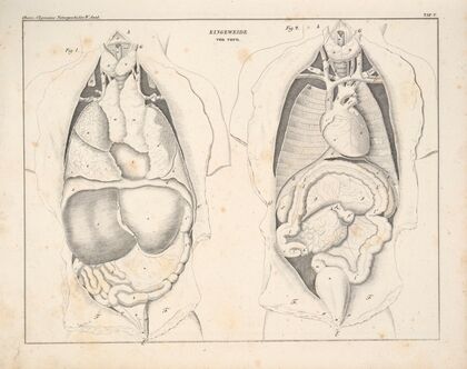 Abbildungen zu Oken’s Allgemeiner Naturgeschichte für alle Stände Pl.051 (1841)