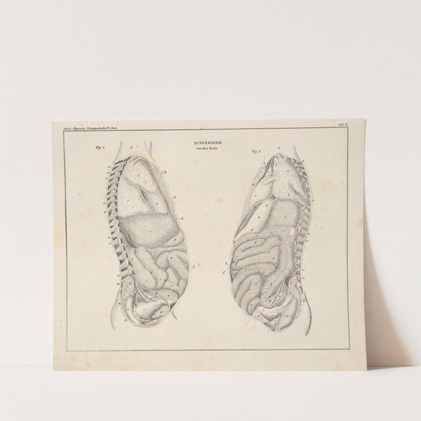 Abbildungen zu Oken’s Allgemeiner Naturgeschichte für alle Stände Pl.052 (1841) by Lorenz Oken