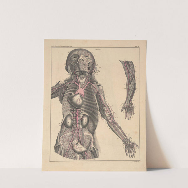 Abbildungen zu Oken’s Allgemeiner Naturgeschichte für alle Stände Pl.053 (1841) by Lorenz Oken