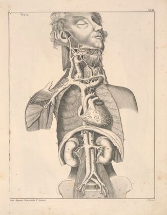 Abbildungen zu Oken’s Allgemeiner Naturgeschichte für alle Stände Pl.055 (1841)