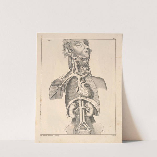 Abbildungen zu Oken’s Allgemeiner Naturgeschichte für alle Stände Pl.055 (1841) by Lorenz Oken