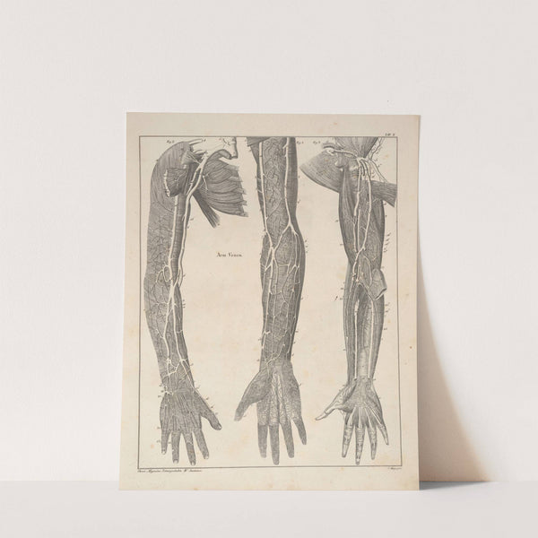 Abbildungen zu Oken’s Allgemeiner Naturgeschichte für alle Stände Pl.056 (1841) by Lorenz Oken