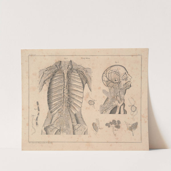 Abbildungen zu Oken’s Allgemeiner Naturgeschichte für alle Stände Pl.057 (1841) by Lorenz Oken