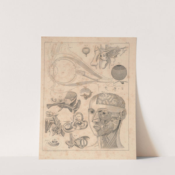 Abbildungen zu Oken’s Allgemeiner Naturgeschichte für alle Stände Pl.058 (1841) by Lorenz Oken