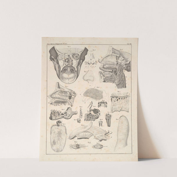 Abbildungen zu Oken’s Allgemeiner Naturgeschichte für alle Stände Pl.059 (1841) by Lorenz Oken