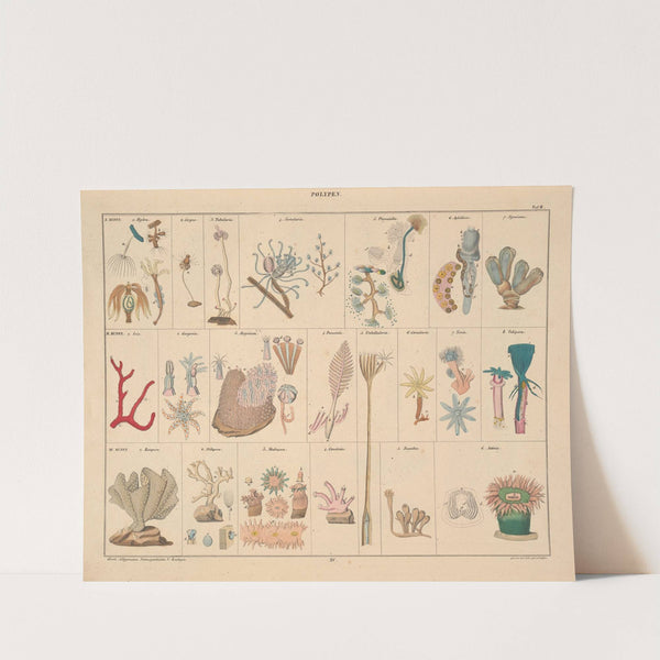 Abbildungen zu Oken’s Allgemeiner Naturgeschichte für alle Stände Pl.061 (1841) by Lorenz Oken