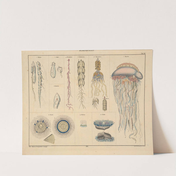 Abbildungen zu Oken’s Allgemeiner Naturgeschichte für alle Stände Pl.062 (1841) by Lorenz Oken