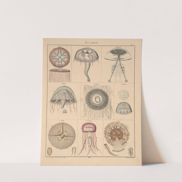 Abbildungen zu Oken’s Allgemeiner Naturgeschichte für alle Stände Pl.064 (1841) by Lorenz Oken