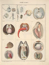 Abbildungen zu Oken’s Allgemeiner Naturgeschichte für alle Stände Pl.066 (1841)
