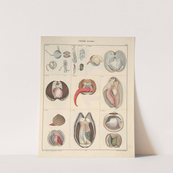 Abbildungen zu Oken’s Allgemeiner Naturgeschichte für alle Stände Pl.066 (1841) by Lorenz Oken