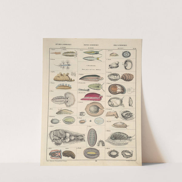 Abbildungen zu Oken’s Allgemeiner Naturgeschichte für alle Stände Pl.068 (1841) by Lorenz Oken