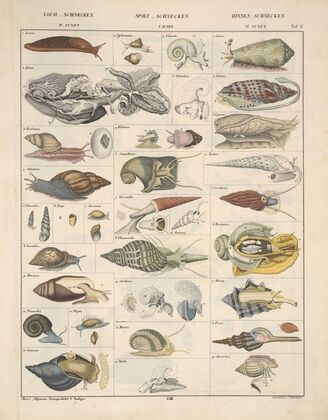 Abbildungen zu Oken’s Allgemeiner Naturgeschichte für alle Stände Pl.069 (1841)