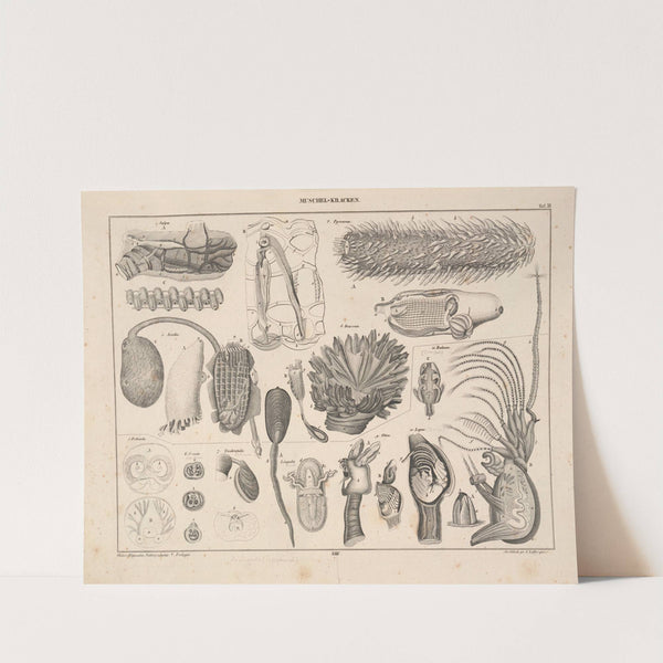 Abbildungen zu Oken’s Allgemeiner Naturgeschichte für alle Stände Pl.070 (1841) by Lorenz Oken