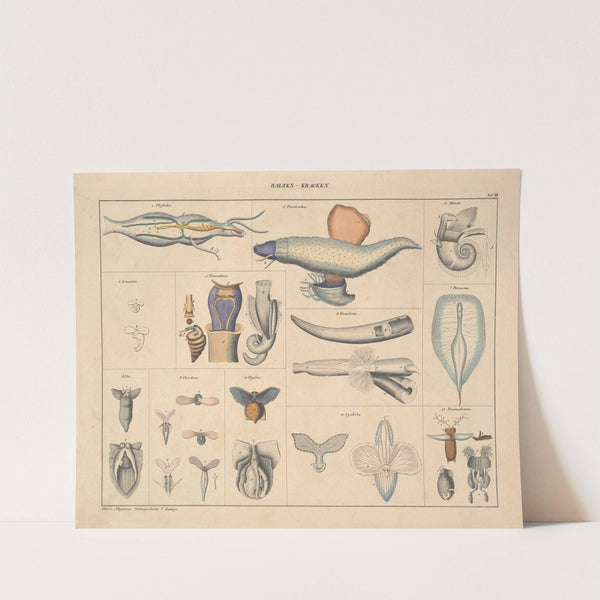 Abbildungen zu Oken’s Allgemeiner Naturgeschichte für alle Stände Pl.071 (1841) by Lorenz Oken