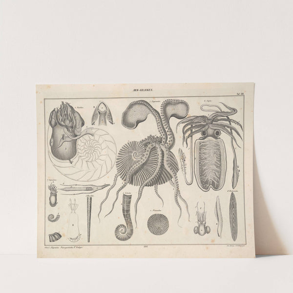 Abbildungen zu Oken’s Allgemeiner Naturgeschichte für alle Stände Pl.072 (1841) by Lorenz Oken