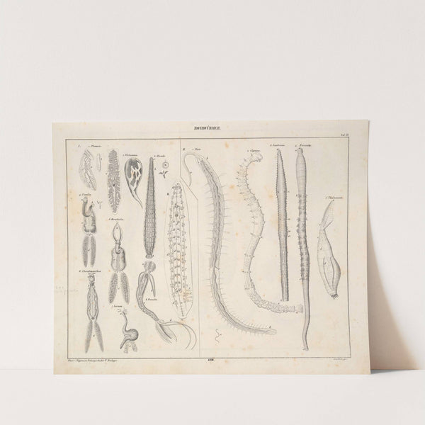 Abbildungen zu Oken’s Allgemeiner Naturgeschichte für alle Stände Pl.074 (1841) by Lorenz Oken