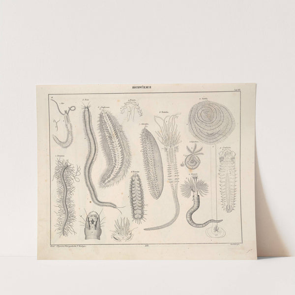 Abbildungen zu Oken’s Allgemeiner Naturgeschichte für alle Stände Pl.075 (1841) by Lorenz Oken