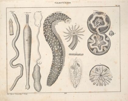 Abbildungen zu Oken’s Allgemeiner Naturgeschichte für alle Stände Pl.076 (1841)