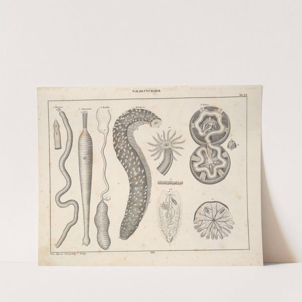 Abbildungen zu Oken’s Allgemeiner Naturgeschichte für alle Stände Pl.076 (1841) by Lorenz Oken