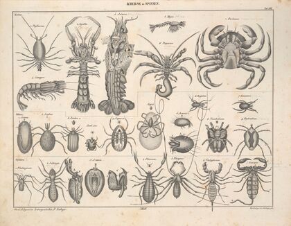 Abbildungen zu Oken’s Allgemeiner Naturgeschichte für alle Stände Pl.080 (1841)