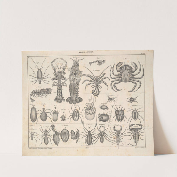 Abbildungen zu Oken’s Allgemeiner Naturgeschichte für alle Stände Pl.080 (1841) by Lorenz Oken