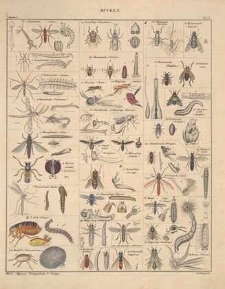 Abbildungen zu Oken’s Allgemeiner Naturgeschichte für alle Stände Pl.081 (1841)