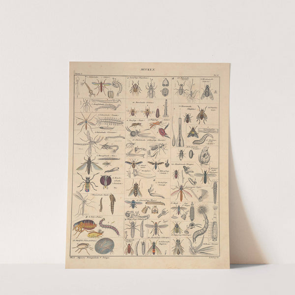 Abbildungen zu Oken’s Allgemeiner Naturgeschichte für alle Stände Pl.081 (1841) by Lorenz Oken
