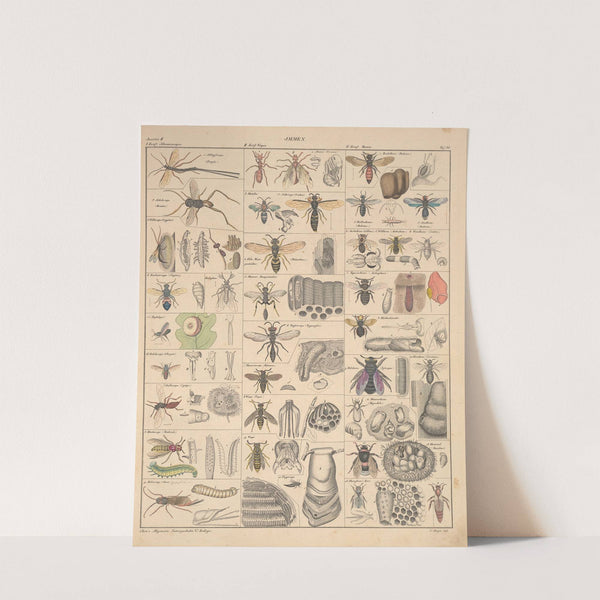 Abbildungen zu Oken’s Allgemeiner Naturgeschichte für alle Stände Pl.082 (1841) by Lorenz Oken