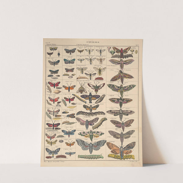 Abbildungen zu Oken’s Allgemeiner Naturgeschichte für alle Stände Pl.084 (1841) by Lorenz Oken