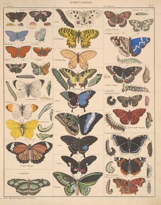 Abbildungen zu Oken’s Allgemeiner Naturgeschichte für alle Stände Pl.085 (1841)