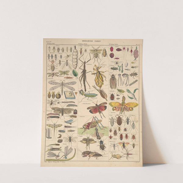 Abbildungen zu Oken’s Allgemeiner Naturgeschichte für alle Stände Pl.086 (1841) by Lorenz Oken