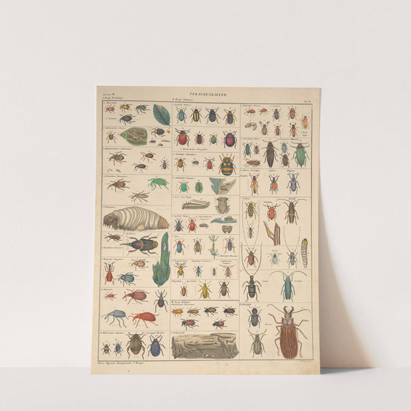 Abbildungen zu Oken’s Allgemeiner Naturgeschichte für alle Stände Pl.087 (1841) by Lorenz Oken