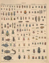 Abbildungen zu Oken’s Allgemeiner Naturgeschichte für alle Stände Pl.088 (1841)