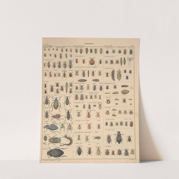 Abbildungen zu Oken’s Allgemeiner Naturgeschichte für alle Stände Pl.088 (1841) by Lorenz Oken