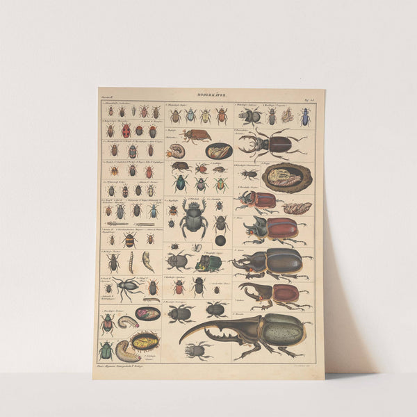 Abbildungen zu Oken’s Allgemeiner Naturgeschichte für alle Stände Pl.089 (1841) by Lorenz Oken