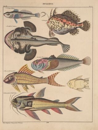 Abbildungen zu Oken’s Allgemeiner Naturgeschichte für alle Stände Pl.091 (1841)