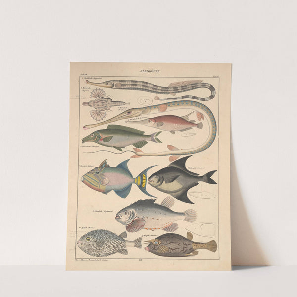 Abbildungen zu Oken’s Allgemeiner Naturgeschichte für alle Stände Pl.092 (1841) by Lorenz Oken